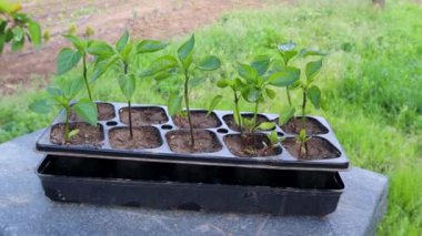 Bahçedeki tohum tepsisinden büyüyen tohumlar