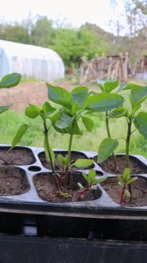 Tohum tepsisinde büyüyen tohumlar, bitki gelişimini gösteriyor