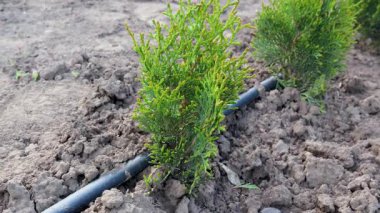 Damla sulama sistemiyle sulanan küçük thuja bataklık bitkileri bir sırada büyür.