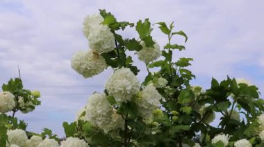 Bulutlu gökyüzünde büyüyen Viburnum Opulus Roseum 'un beyaz çiçekleri