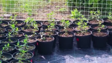 Sıralar halinde siyah saksılarda yetişen genç yeşil bitkiler güneş ışığı altında düzgünce bir bahçe paspası üzerinde sergileniyor. Bitkilerin büyümesi ve bahçıvanlığın mükemmel tasviri