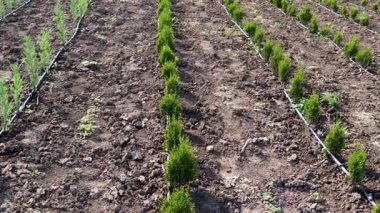 Genç thuja batıdaki sıraları besleyen sulama, sağlıklı bitki gelişimi için ekili araziye hassas su dağıtımı