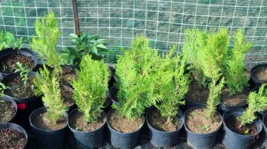 Verdant Thuja occidentalis Brabant fideleri sera düzenlenmiş seranın içinde büyüyen seramik kaplarda, profesyonel bitki yayılma tekniklerini temsil eder.