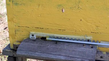 Çalışkan bal arıları sarı ahşap arı kovanının yakınına akın ediyorlar, kırsal çiftlikteki tozlaşma mevsiminde kovan yapısına girip çıkıyorlar.