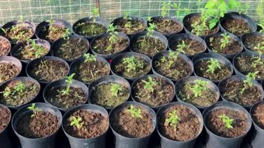 Kontrollü sera ortamında hızla büyüyen yeşil fideler, tarımsal sürdürülebilirliği ve erken bitki geliştirme safhalarını sembolize ediyor