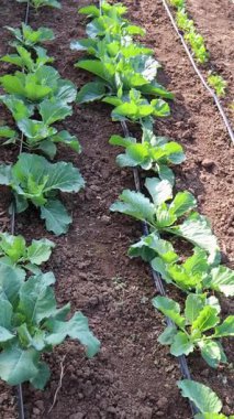 Yeşillik lahana tarlaları içeren tarım manzarası, optimum ürün suyu ve sistematik tarım için verimli damlama sulama uygulaması