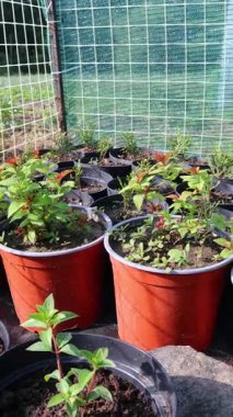 Güneşli seranın içinde filizlenen yeşil filizler çeşitli botanik gelişimlerini ve bitki yetiştirme kaplarının üzerinde yemyeşil canlılıklarını gösteriyor.