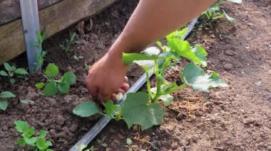 Çiftçi dikkatli bir şekilde salatalık bitkisinden yabani otları çekiyor, organik sebze bahçesini bakımlı bir el işlemesi ile koruyor.
