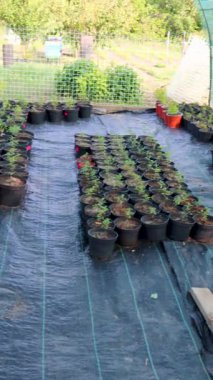 Yeşiller sera camı altında büyüyen ve sürdürülebilir tarımsal büyümeyi ve küçük ölçekli bahçıvanlık yetiştirmeyi temsil eden gelişmekte olan saksı fideleri.