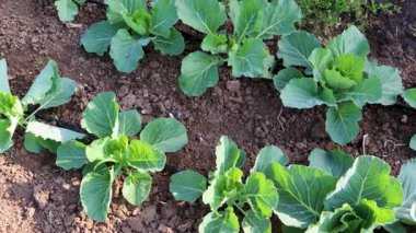 Bahçede yetişen yeşil lahana, sulama suları optimal su sağlama ve su tasarrufu ile güçlü bitki gelişimi sağlama