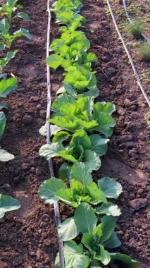 Sebze bahçesinde gelişen yeşil lahana sıraları, sürdürülebilir tarım uygulamalarını destekleyen gelişmiş damlama sulama sistemi yoluyla hassas su dağılımı elde ediyor