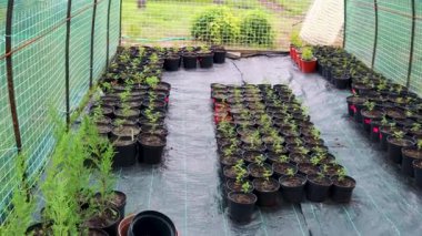 Organize sera konteynerlerinde filizlenen yemyeşil filizler, çevre dostu tarım uygulamalarını sembolize ediyor ve bitki gelişimini destekliyor