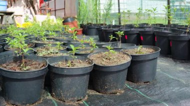 Modern serada gelişen genç yeşil fideler, gelecekte bitkilerin yetiştirilmesi için sürdürülebilir tarımsal büyüme ve yetiştirme sürecini sergiliyor.