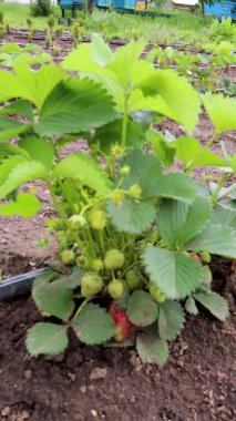 Çilek bitkisi canlı kırmızı böğürtlen yetiştiriyor, yeşil yapraklar güneş ışığıyla aydınlanan arka planda yayılıyor, tarımsal tarım sürecini ortaya çıkarıyor.