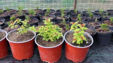 Kontrollü sera ortamında gelişen yeşil fideler, bitki yetiştirme ve tarım sürecinin aşamalarını temsil ediyor