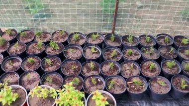 Seramik kaplarda filizlenen narin yeşil filizler, kontrollü sera büyüyen alandaki ağ örgüleriyle korunuyor, erken bitki gelişimini destekliyor.