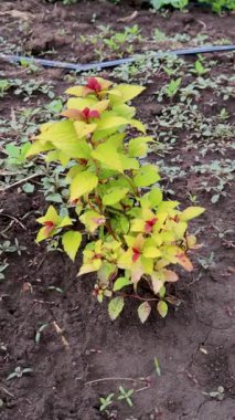 Japon Spirea, zengin bahçe toprağından çıkan canlı sarı ve kırmızı yaprakları sergiliyor. Mevsimsel büyümeyi ve botanik güzelliğini vurguluyor.