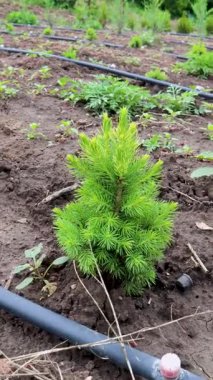 Düzenli tarlalarda yetişen genç çam tohumları ekili tarım ortamında kozalaklı kozalaklı ağaç yetiştirme tekniğini gösteriyor.