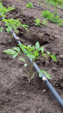 Serpintili sulama borusunun yanında filizlenen canlı domates bitkisi, yayılmakta olan yemyeşil alanda sürdürülebilir tarım uygulamaları sergiliyor