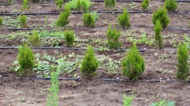 Sağlıklı thuja occidentalis örnekleri açık tarım alanı içinde düzenli olarak ayakta duruyor, modern damlama sulama sistemi aracılığıyla hassas su dağıtımını alıyorlar