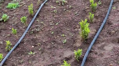 Damla sulama sisteminin yanında filizlenen genç yeşil filizler kırsal alanda sürdürülebilir tarımsal büyüme gösteriyor