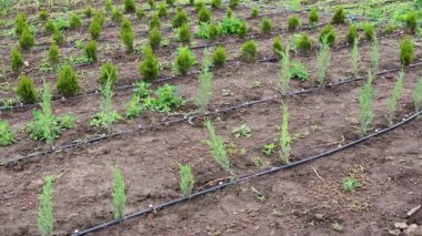 Tarlada sıra sıra büyüyen küçük ardıç ve biberiye bitkileri ve damlama sulama sistemi su sağlar.