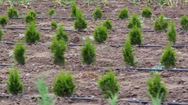 Sıralı thuja batısında kontrollü su akıntıları sağlayan hassas damlama sulama, yöntemli fidanlık yetiştirme ve besin desteği
