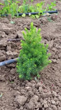Yeni yaşamı ve doğal çevrede sürdürülebilir büyümeyi temsil eden, damlaların sulama sistemi tarafından desteklenen, ekili tarım alanında ortaya çıkan köknar tohumu