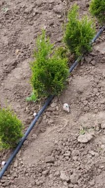 Damlatma sistemi, ekilmiş tarım arazisi içinde küçük thuja batısında fideleri beslemek için kontrollü su akışı sağlıyor.