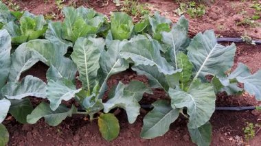 Lahana bitkileri yemyeşil yaprakları ortaya çıkarıyor, sürdürülebilir tarım yaklaşımı ile geniş tarım alanı boyunca verimli damlalar sulama sistemi kullanıyor.