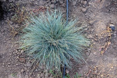 Bahçe toprağında büyüyen mavi bir fescue bitkisinin yakınlarda görülebilen bir sulama sistemiyle bahçecilik ve peyzaj teknikleri sergiliyor.