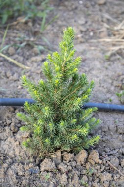 Genç kozalaklı fidan fidanı peyzaj bahçesindeki sulama borusunun yanında büyüyor, yeşil iğneler görünür durumda.