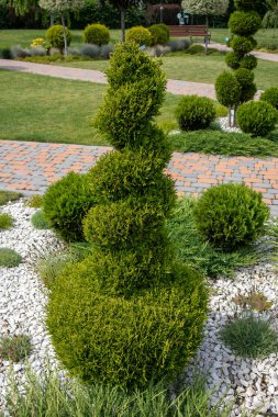 Dekoratif süslemeli thuja batcidentalis asfaltlı yolu ve beyaz çakılları olan bir bahçede yukarı doğru kıvrılıyor.