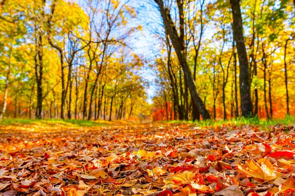 Sonbahar manzarası, ön planda kuru sarı yapraklar..