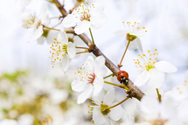 Uğur böceği kiraz ağacının çiçekli dalında oturur.