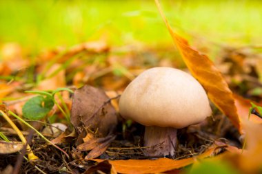 Beyaz mantar yakın plan, sonbahar mantarı ormanda.