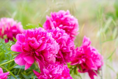 Masaüstünde pembe şakayıklar, çiçek resmi