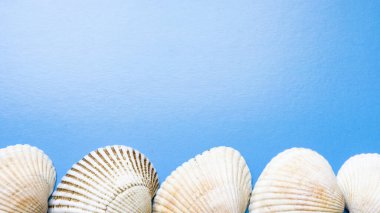 Çerçevenin altında deniz kabukları mavi bir zemin üzerinde yatar.