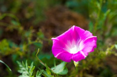Çimenlerin üzerine yakın plan pembe çiçek..