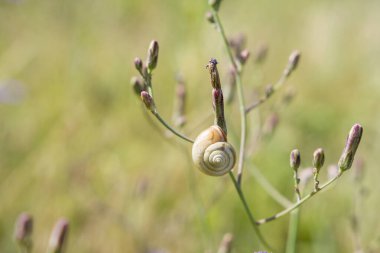 Bitkinin üzerindeki bir salyangozun yakın çekimi..