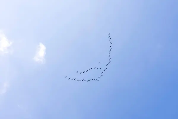 Gökyüzünde bir kuş sürüsü. Kuşlar daha sıcak bölgelere uçar..