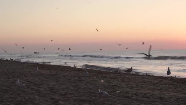 鸥群在沙滩上站立 地平线上的船和船的轮廓 粉红色的黎明 海面上的波浪 阳光的路径 温暖的光线照亮了相机镜头 — 图库视频影像
