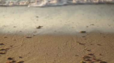 Sakinleştirici dalgalarla dolu bir denizin arka planına karşı kumlu bir sahile yakın çekim. Tripodla ateş etmek. Ön planda kabuğa odaklan, şafakta alglere. Köpük, köpük, sörf