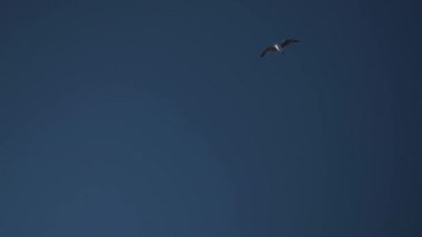 Mavi gökyüzüne karşı bir martının uçuşu. Kuş kameranın üzerinden uçar. Deniz kenarındaki kil dağlara uçar. El kamerasıyla ateş edilmiş. Mutlu