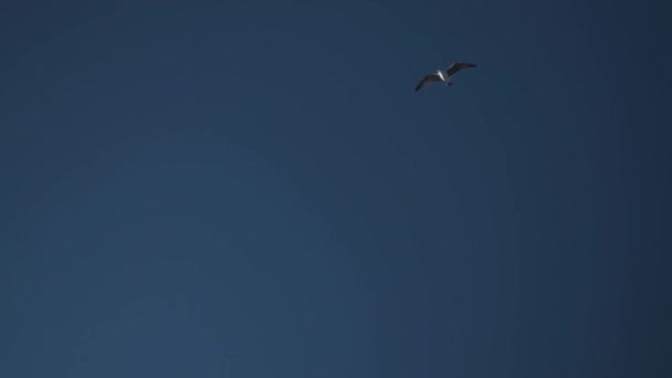 Vol Une Mouette Contre Ciel Bleu Oiseau Survole Caméra Voler — Video