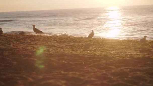 海鸥站立 啄食沙滩上的沙子 海面上的波浪 阳光的路径 温暖的光线照亮了相机镜头 — 图库视频影像
