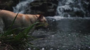 Kablo altın labrador sevinçle çamurda yıkanır, avını arar, bir dalı kemirir, kıyıya doğru koşar. Arka planda şelale
