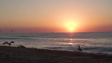 Martılar sahilde durur, dinlenir, yer, gagalar. Ufukta teknelerin, gemilerin siluetleri var. Yaz, pembe şafak, denizde dalgalar. Güneşli yol, sıcak ışık kamera lensini aydınlatıyor.