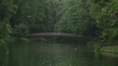 şehir parkında uzun, kalın yeşil ağaçlar, yansıma suyu, dalgalar, yüzen kuşlar, uçan güvercinler, yaya köprüsü arka planı, sessizlik, rahatlama, huzur, sükunet, yaz günü