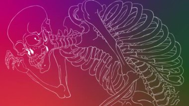 İskelet şeklinde insan iskeleti modeli.